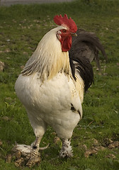 Image showing chicken