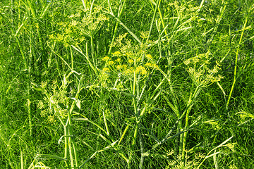 Image showing Dill growing in the garden