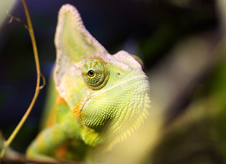 Image showing chameleon