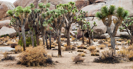 Image showing Joshua Tree