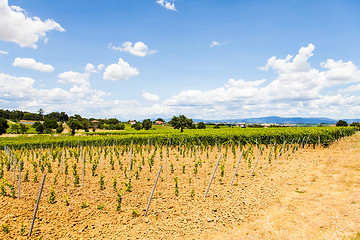 Image showing Tuscany Wineyard