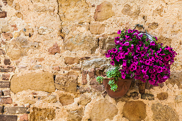 Image showing Tuscan flowers