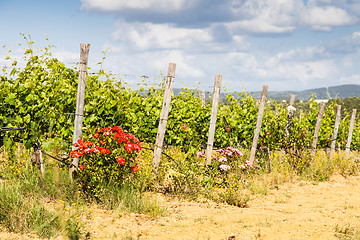 Image showing Tuscany Wineyard