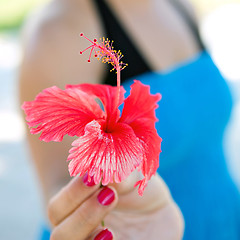 Image showing Red Hibiscus Flower Closeup
