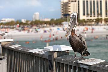 Image showing Clearwater Beach Florida Pelican