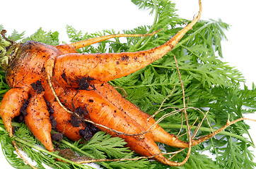 Image showing Carrot