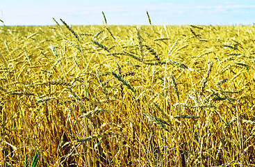 Image showing wheat field