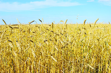 Image showing wheat field