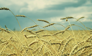 Image showing wheat field