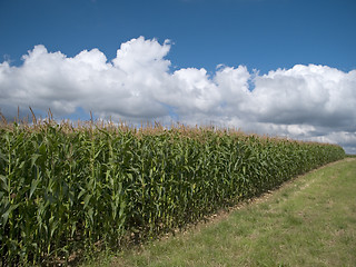 Image showing Maize