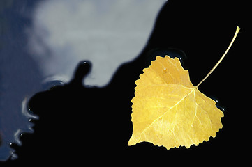 Image showing Yellow Aspen Leaf