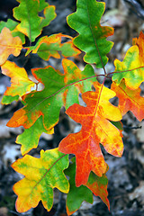 Image showing Oak Leaves In Fall
