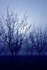 Image showing Blue Mood Trees