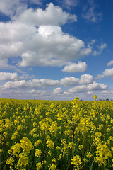 Image showing Mustard Flowers Under White Clouds