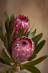 Image showing Pink Protea Proteaceae flower