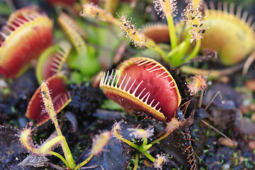 Image showing Venus Fly traps and Sundews carnivorous plants