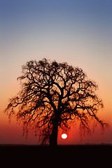 Image showing Winter Oak Tree