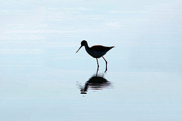 Image showing Wading Bird