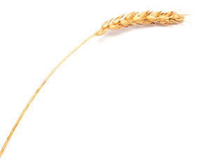 Image showing wheat ear