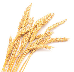 Image showing golden wheat 