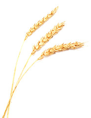 Image showing wheat ears