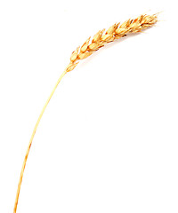 Image showing wheat ear