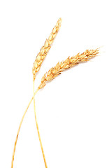 Image showing wheat ears