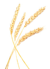 Image showing wheat