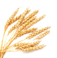 Image showing golden wheat