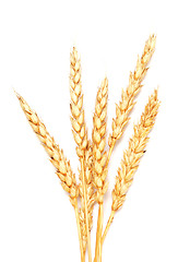 Image showing golden wheat