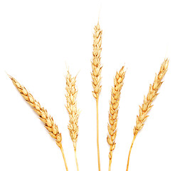 Image showing golden wheat