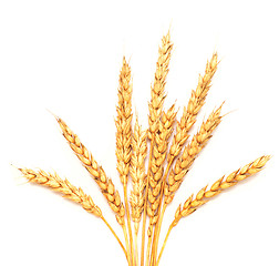 Image showing golden wheat 