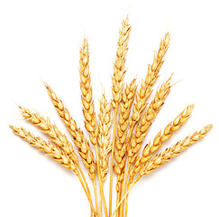 Image showing wheat