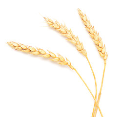 Image showing wheat ears