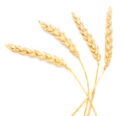 Image showing wheat ears