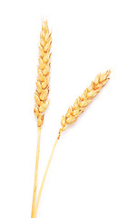 Image showing wheat ears 