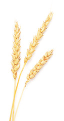 Image showing wheat ears