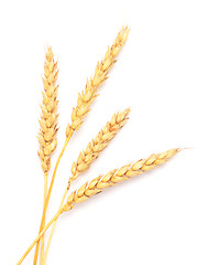 Image showing wheat ears