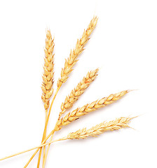 Image showing wheat ears