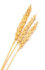 Image showing wheat ears