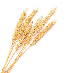 Image showing wheat