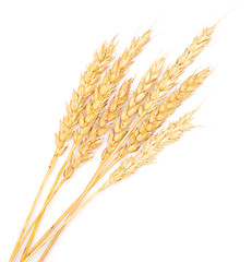 Image showing wheat