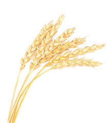 Image showing wheat