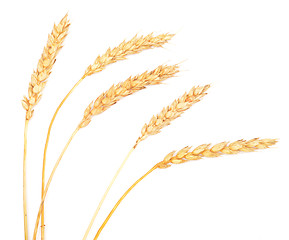 Image showing wheat ears