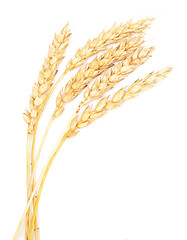 Image showing wheat ears