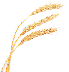 Image showing wheat