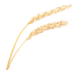 Image showing wheat