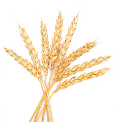 Image showing wheat