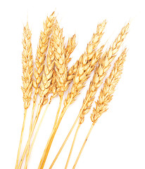 Image showing golden wheat