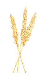 Image showing wheat